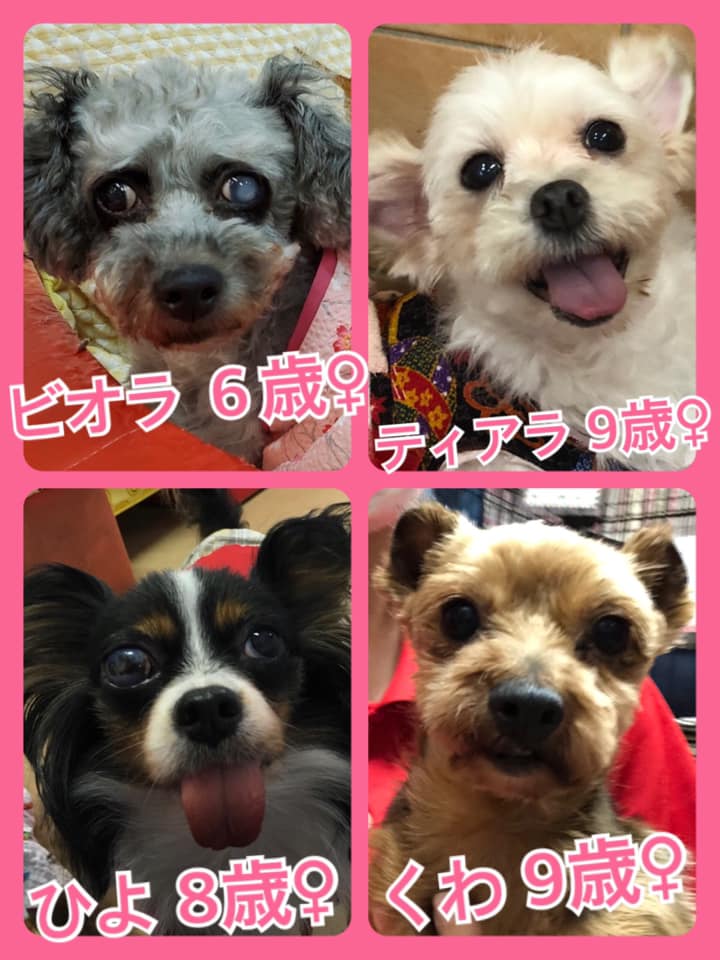 🐾今日の里親様募集中ワンコ🐶メンバーです🐾2020,8,4